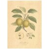 Flax Art Poster | Encyclopedia Apple A | FWP-AP-EN6A